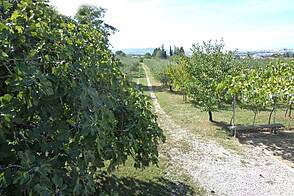 Оливковая роща и виноградник 