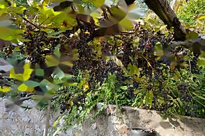 Жилье в Центральной части Любляны