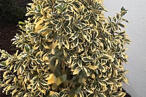 Пятикомнатная квартира в центре.