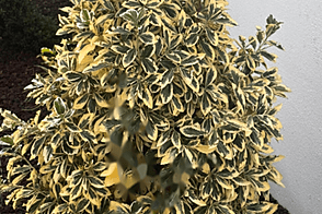 Пятикомнатная квартира в центре.