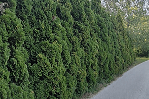 Дом, Бисельско