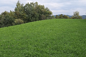 Дом и хозяйство Воловле