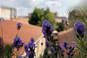 Четырёхкомнатная квартира в центре Копера