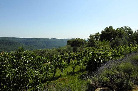 Коштобоновский дом Копер: 28