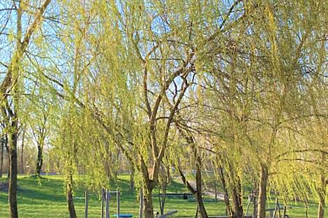 Трново, участок для застройки на Курновской улице.: 2