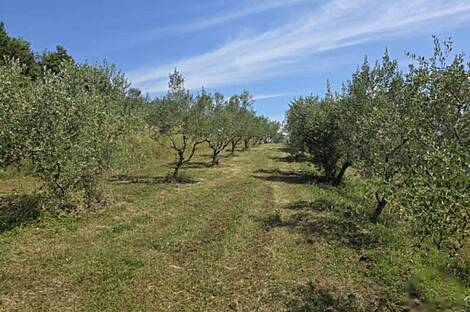 Дом, Пуче, Драгония: 24