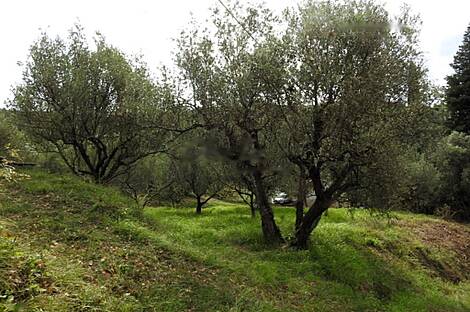 Сеча, Порторож, дом: 13