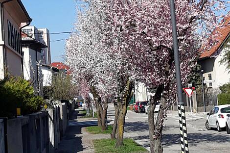 Жилье, СП. Шишка.: 1