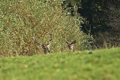 Усадьба Липоглав: спокойный, залитый солнцем уголок, окружённый природой: 17