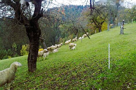 Усадьба, Имение Равне, Пристава: 12