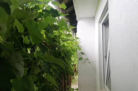 Усадьба, Квартира, Пустошь: 16