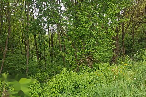 Жилище, друга Чагона: 16