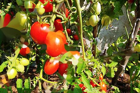 Усадьба, поместье Чолнишче.: 24