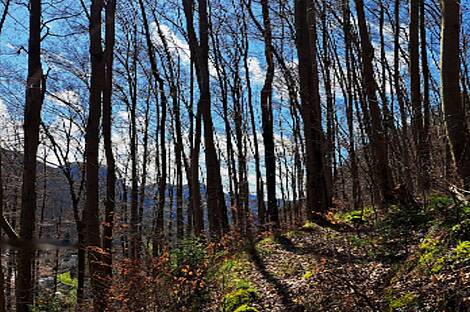 Усадьба, поместье Чолнишче.: 26