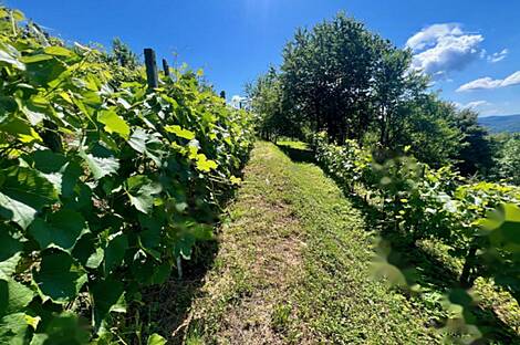 Особняк в Малом Чирнике около Штейньяна: 11