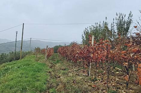 Дом в тихом районе Шалара, Копер: 26