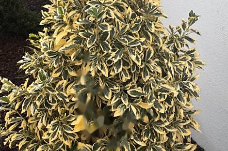 Пятикомнатная квартира в центре.: 1