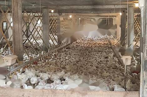 Дом, ферма Виден у Птуя: 2