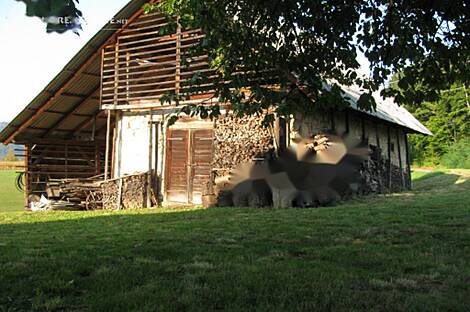 Усадьба, хозяйство Тополы, Текачево.: 3