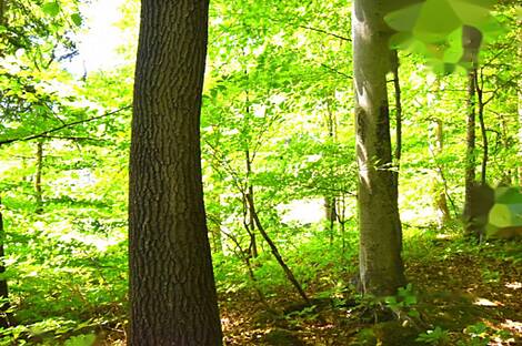 Дом, ферма Горная Вершина, Шентюр, Планина при Севници.: 27