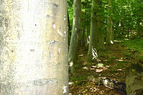 Дом, ферма Горная Вершина, Шентюр, Планина при Севници.: 29