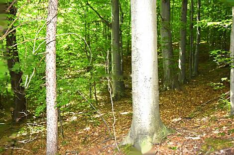 Дом, ферма Горная Вершина, Шентюр, Планина при Севници.: 30