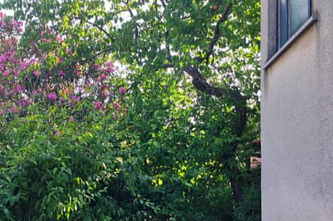 Квартира с четырьмя комнатами, Побеги.: 4