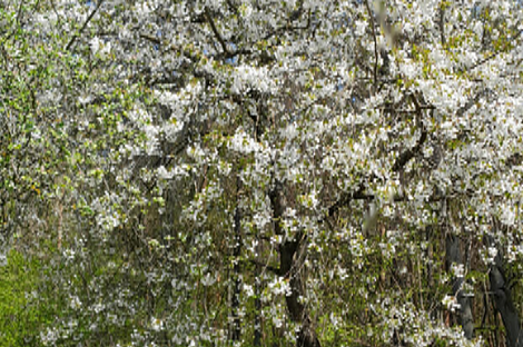 Дом, Мо́щанцы: 15