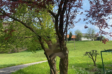 Дом в Козминцах возле Птуя: 14