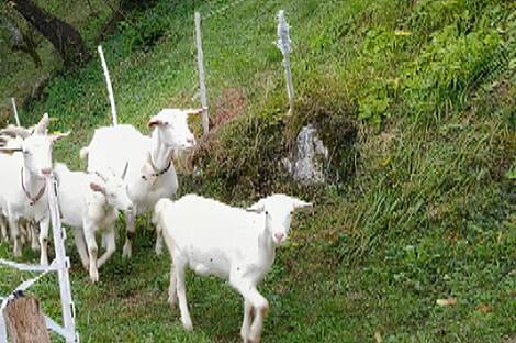 Ферма Чолнище, недвижимость: 21