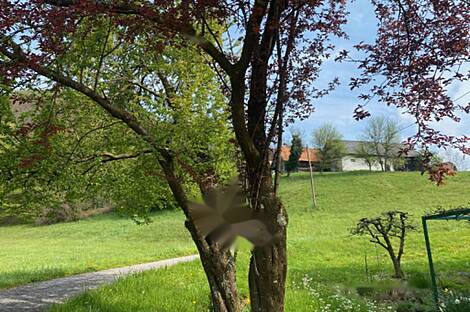 Дом Подлегник Птуй Козминци: 14