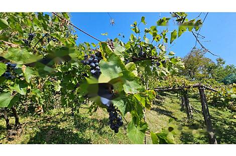 Другой Дом Глобока: 28