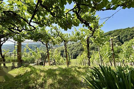 Дом в Бельском Врхе: 17