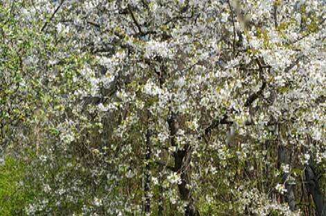 Мощанци, дом: 15