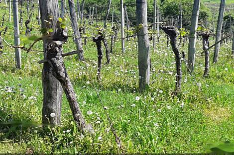 Дом, ферма Орехи в Безельском.: 25