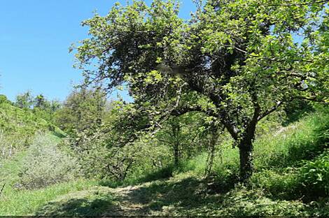 Дом, ферма Орехи в Безельском.: 27