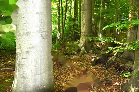 Горная Вершина, Планина при Севници, усадьба: 26