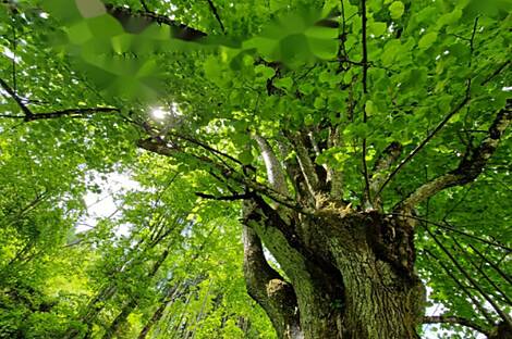 Дом, хозяйство Подкрай возле Межицы, Межица: 16