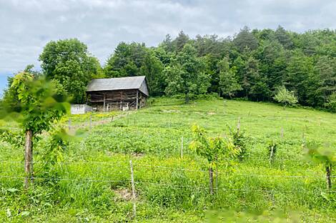 Мыза, хутор Подсреда, Козье.: 20
