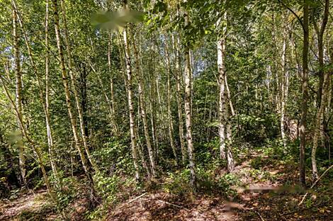 Дом, ферма Сеново, Доброва.: 22