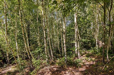 Дом, ферма Сеново, Доброва.: 26