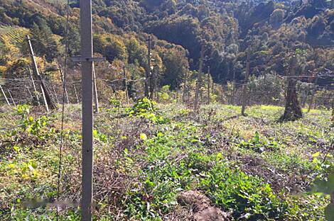 Дом, Грушковец: 12