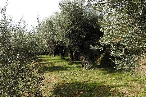 Лучия, дом, Камполин: 5