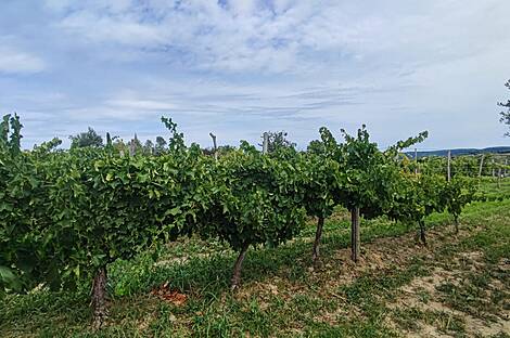 Жилище, Нова Вас над Драгоньей: 25