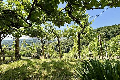 Бельский Врх, дом: 17