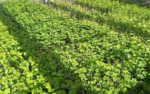 Продажа, офисное помещение, совмещенное помещение: ДРАГОВИЧ, 614 м2: 3