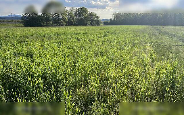 Продажа, недвижимость, земля сельскохозяйственного назначения: НОВО ПОЛЕ, ЗАЙЧЯ ДОБРАВА, 3500 м2: 2