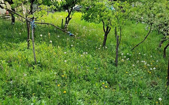 Продажа, недвижимость, земля сельскохозяйственного назначения: ЛИМБУШ, 1588 м2: 2