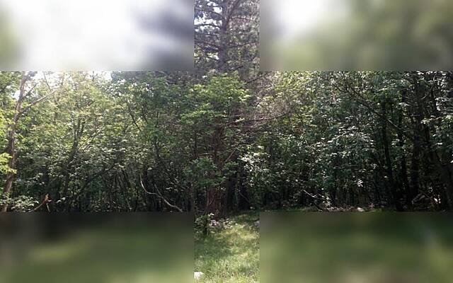 Продажа недвижимости, Горишка, Айдовщина, земля сельскохозяйственного назначения, 3140 м2: 2